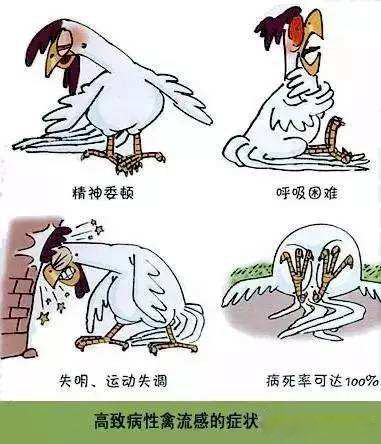 高致病性禽流感症状
